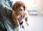Ruby, a two-month-old puppy of the Nova Scotia Duck Tolling Retriever breed, joins a canine security unit at Simferopol International Airport, Simferopol, Crimea, Russia. Ruby has yet to receive proper detection dog training and assume the full range of his professional duties no later than autumn next year. Location: Russia, Crimea region, Simferopol. Author: Konstantin Mihalchevskiy/Sputnik. Russia Daily Life