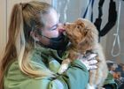 Ruby, a two-month-old puppy of the Nova Scotia Duck Tolling Retriever breed, joins a canine security unit at Simferopol International Airport, Simferopol, Crimea, Russia. Ruby has yet to receive proper detection dog training and assume the full range of his professional duties no later than autumn next year. Location: Russia, Crimea region, Simferopol. Author: Konstantin Mihalchevskiy/Sputnik. Russia Daily Life