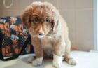 Ruby, a two-month-old puppy of the Nova Scotia Duck Tolling Retriever breed, joins a canine security unit at Simferopol International Airport, Simferopol, Crimea, Russia. Ruby has yet to receive proper detection dog training and assume the full range of his professional duties no later than autumn next year. Location: Russia, Crimea region, Simferopol. Author: Konstantin Mihalchevskiy/Sputnik. Russia Airport Security Puppy