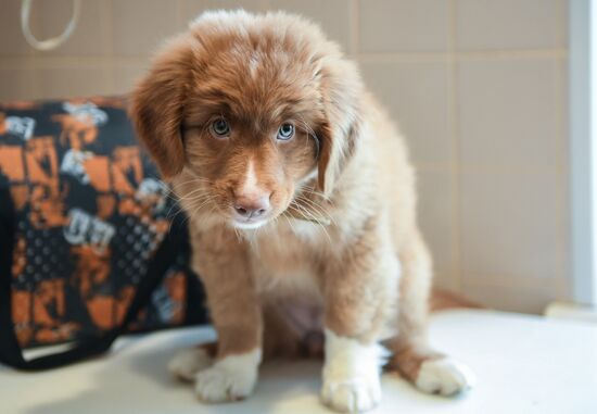 Russia Airport Security Puppy