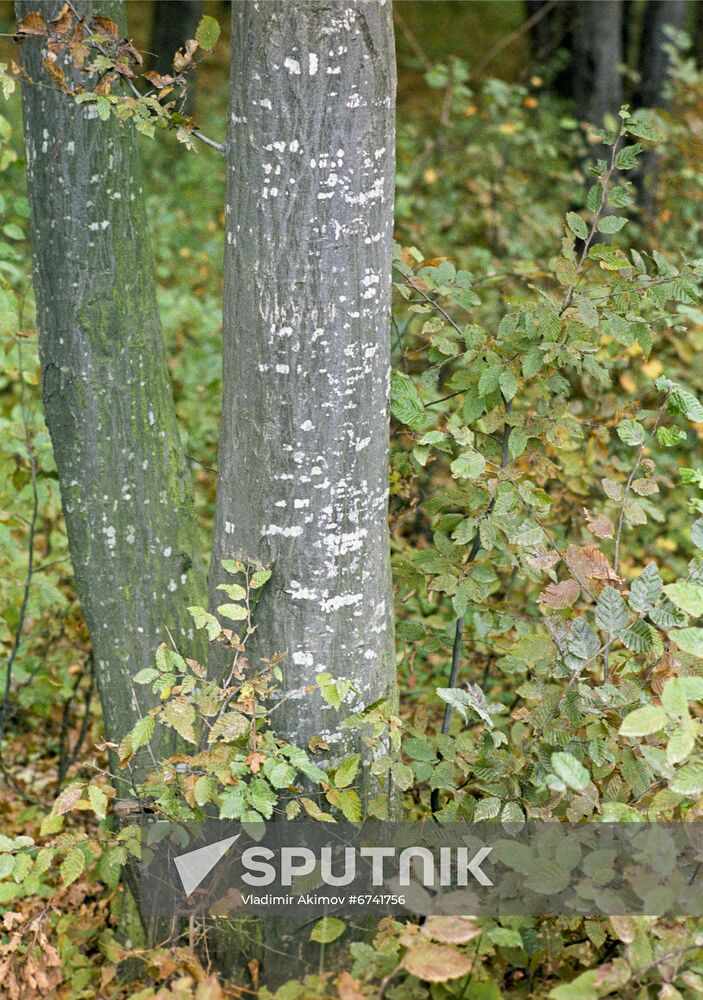 Forest in Stavropol Territory