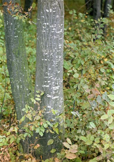 Forest in Stavropol Territory