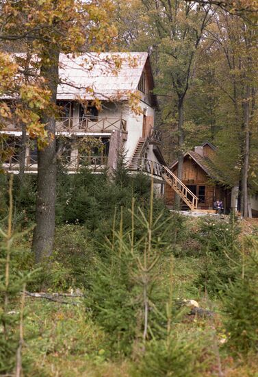 Forest in Stavropol Territory
