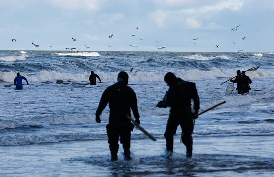 Russia Amber Hunting