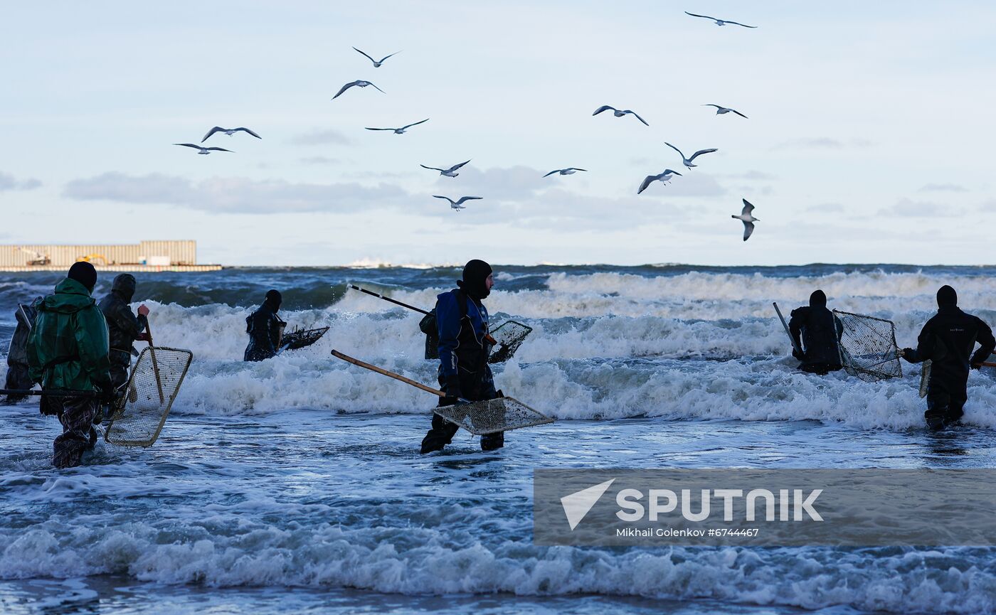 Russia Amber Hunting