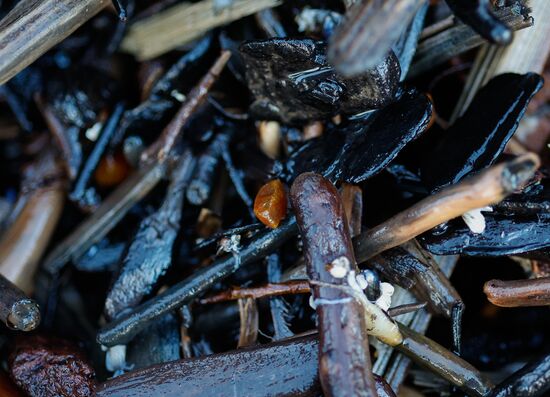 Russia Amber Hunting