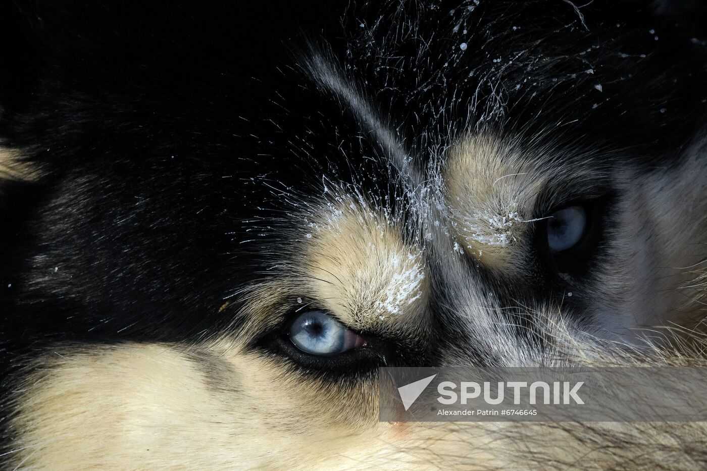 Russia Animals Sled Dog Race