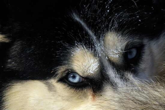 Russia Animals Sled Dog Race
