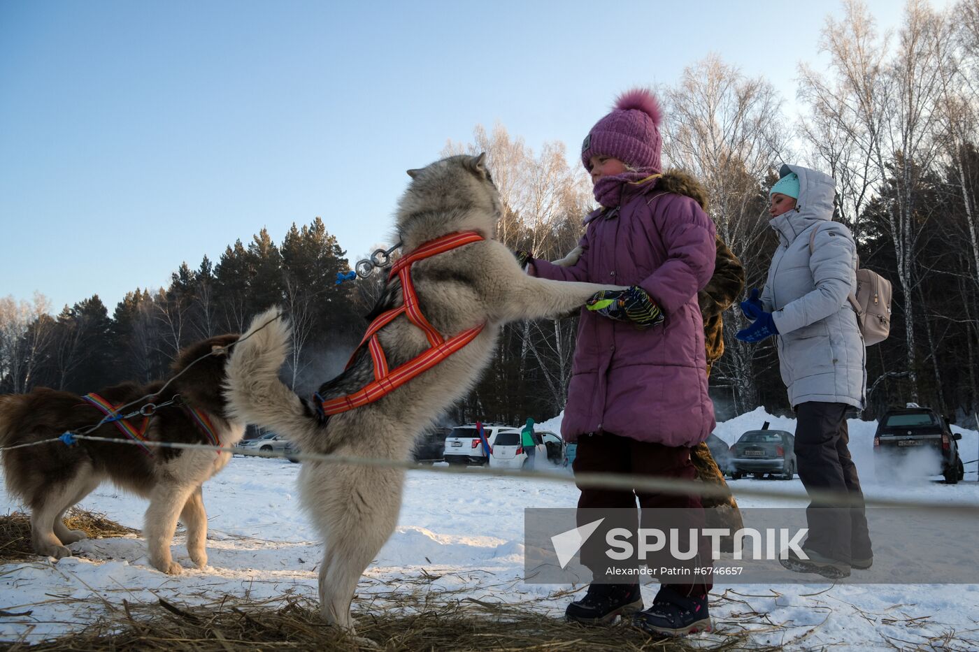 Russia Animals Sled Dog Race