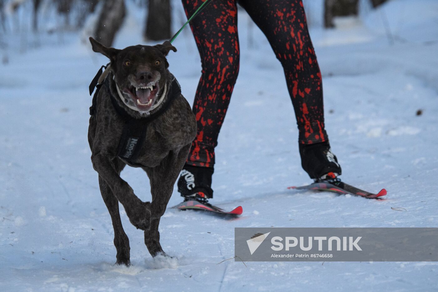 Russia Animals Sled Dog Race
