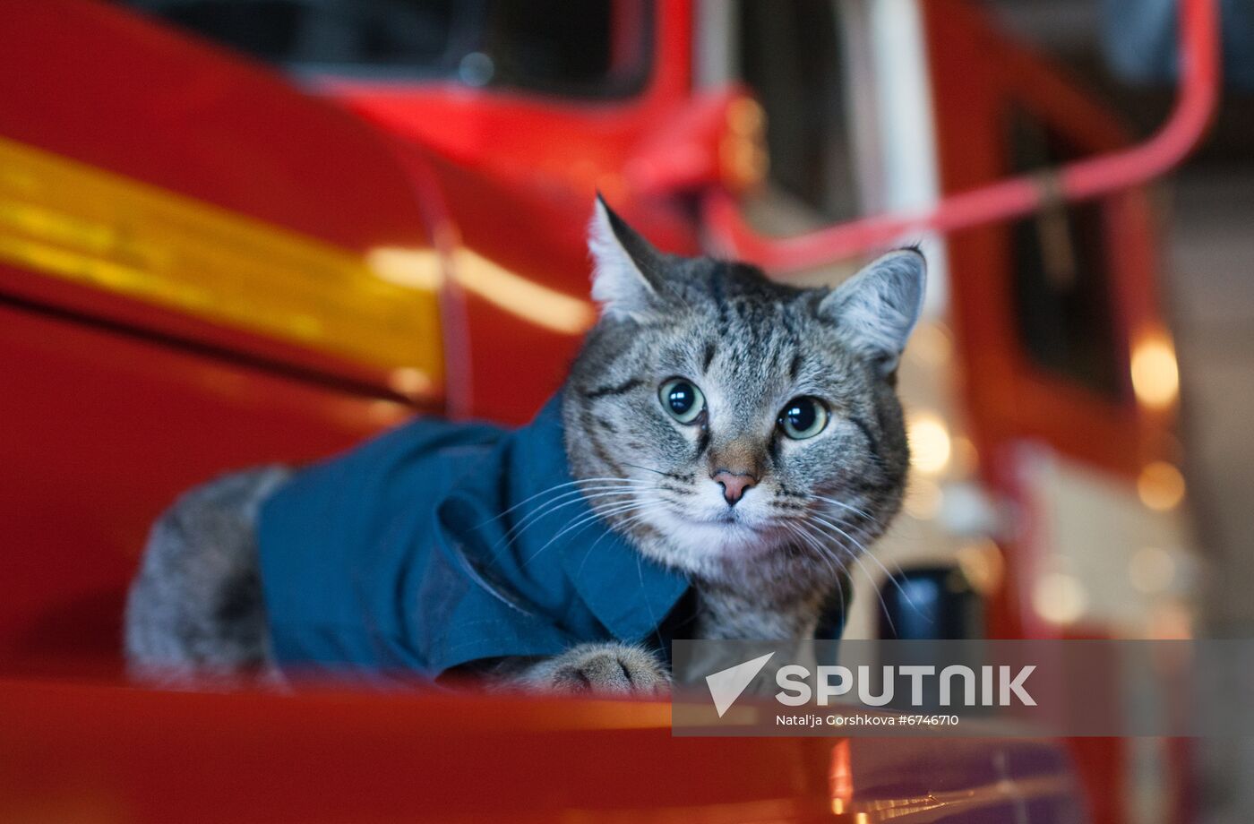 Russia Animals Fire Department Cat