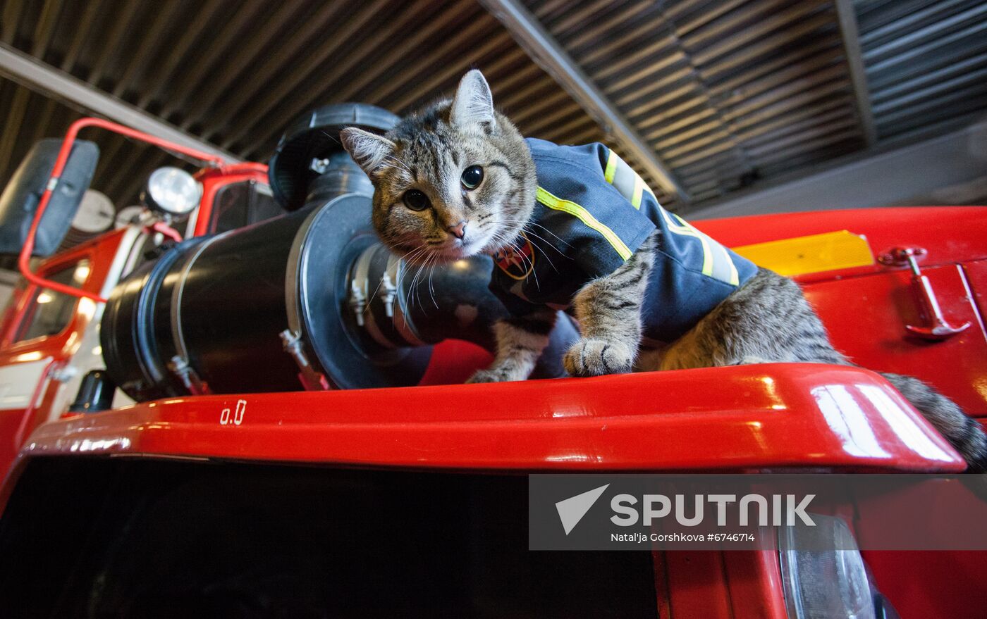 Russia Animals Fire Department Cat