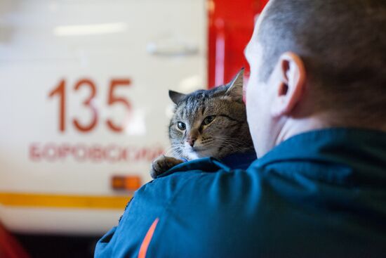 Russia Animals Fire Department Cat