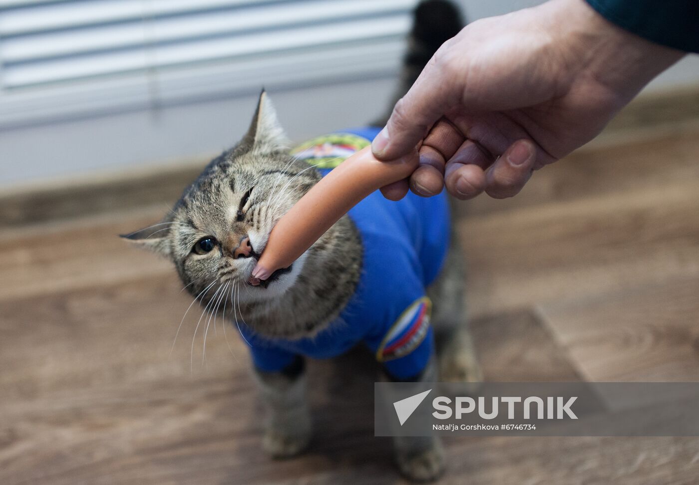 Russia Animals Fire Department Cat
