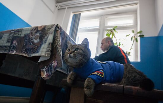Russia Animals Fire Department Cat