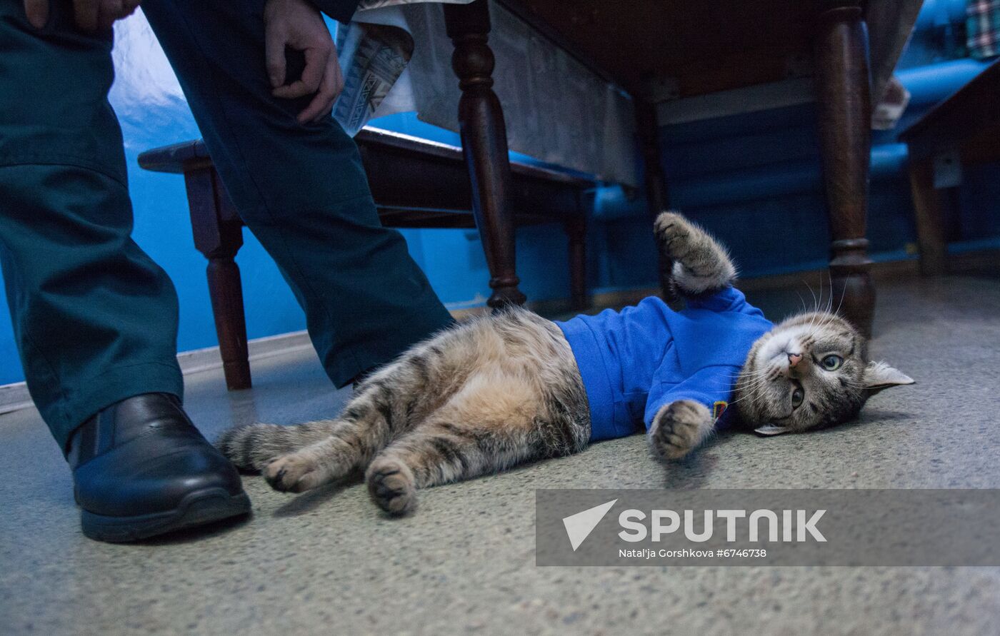 Russia Animals Fire Department Cat