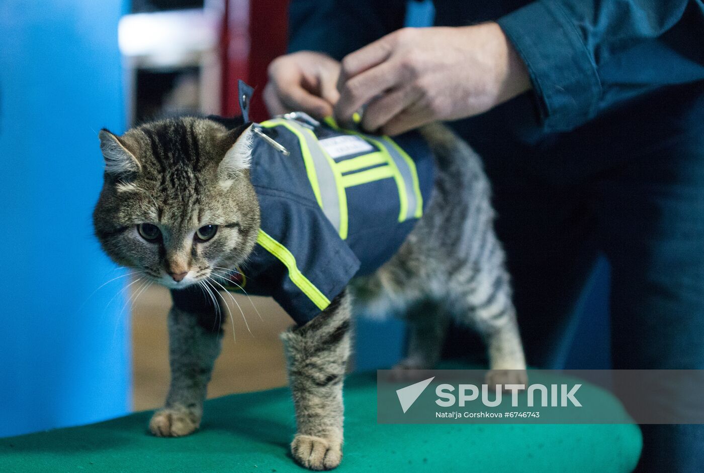 Russia Animals Fire Department Cat
