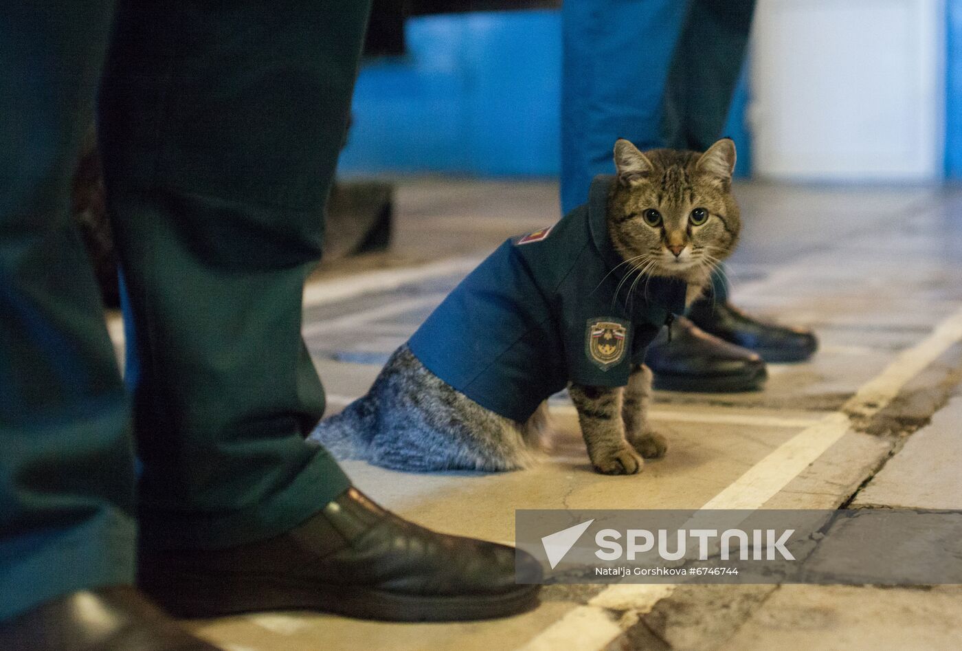 Russia Animals Fire Department Cat