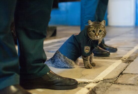 Russia Animals Fire Department Cat