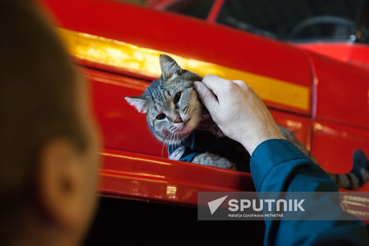 Russia Animals Fire Department Cat