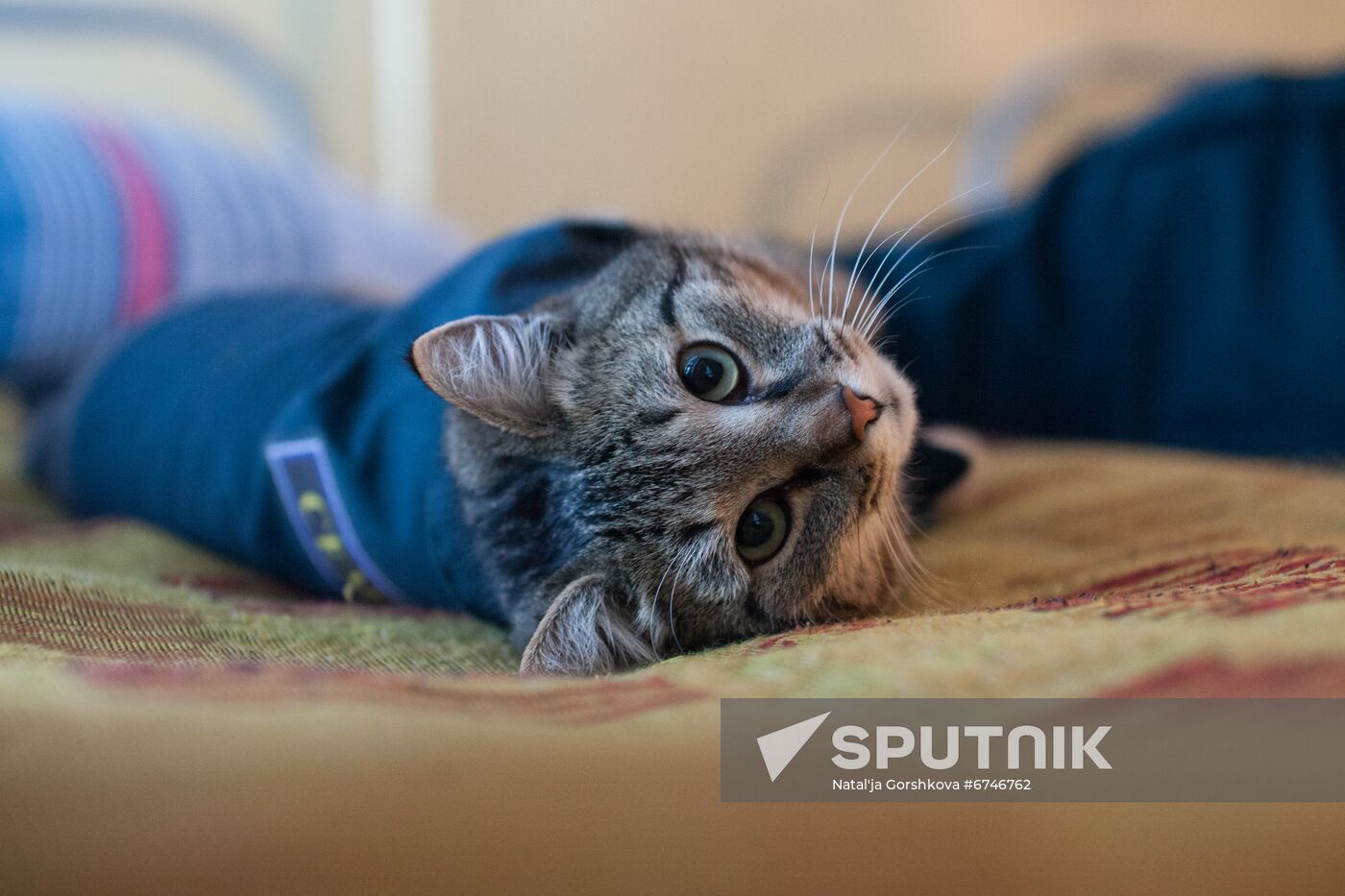 Russia Animals Fire Department Cat