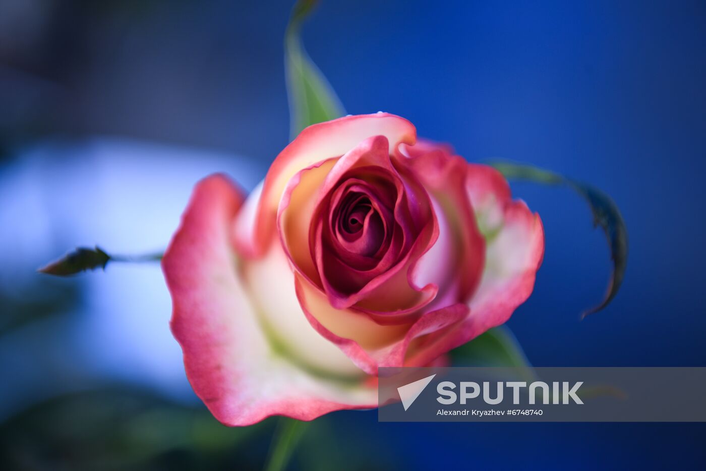 Russia Siberia Flowers