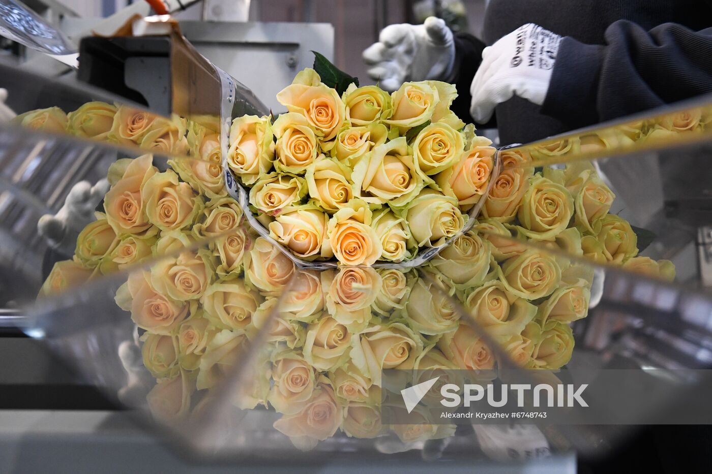 Russia Siberia Flowers