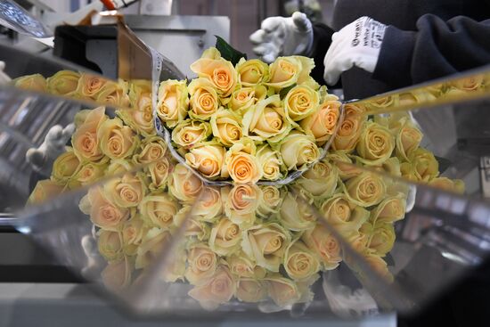 Russia Siberia Flowers