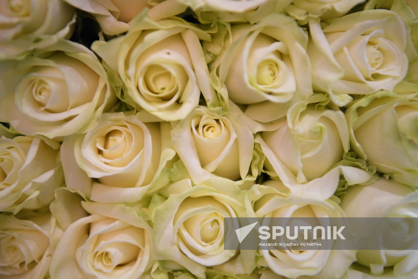 Russia Siberia Flowers