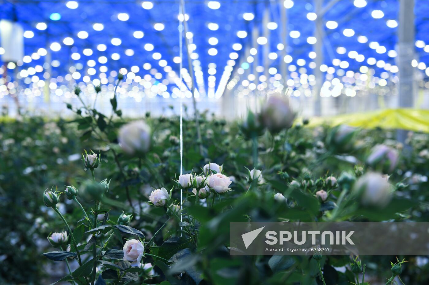 Russia Siberia Flowers