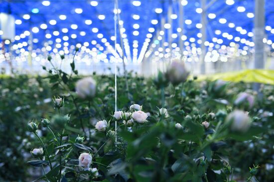 Russia Siberia Flowers