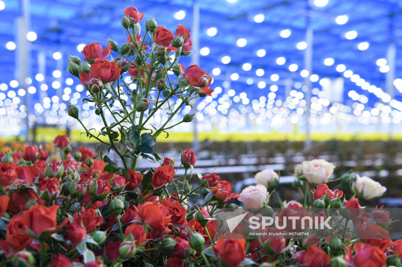 Russia Siberia Flowers