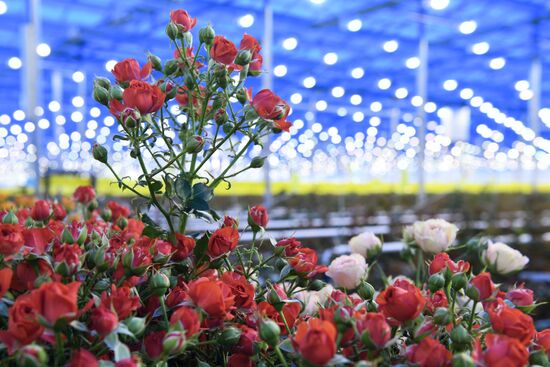 Russia Siberia Flowers
