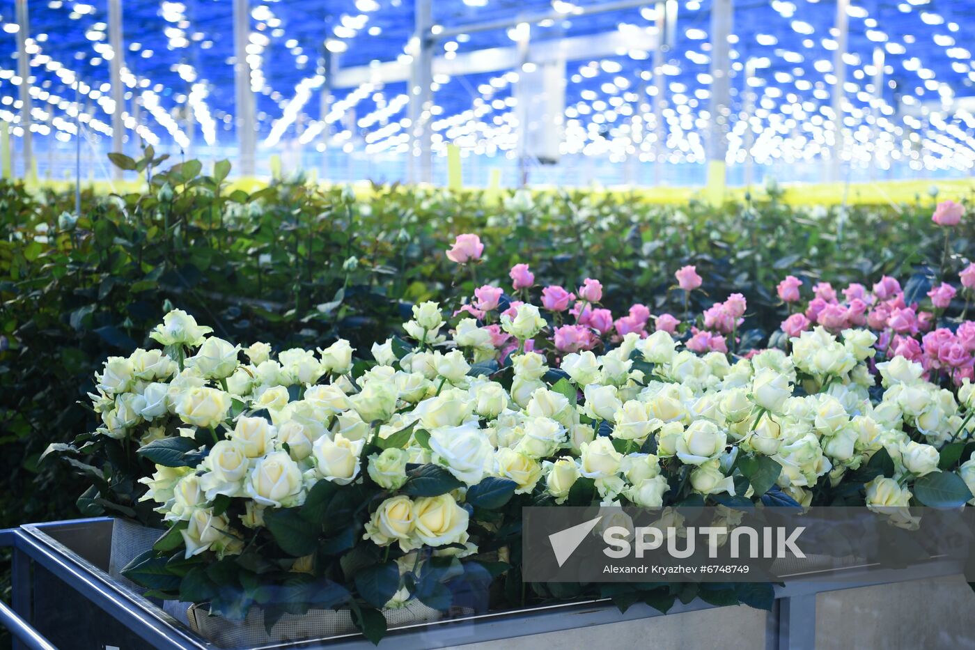 Russia Siberia Flowers
