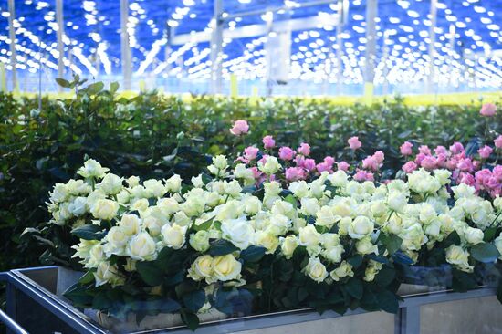 Russia Siberia Flowers