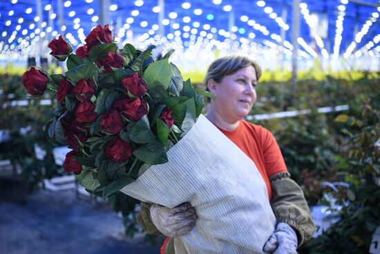 Russia Siberia Flowers