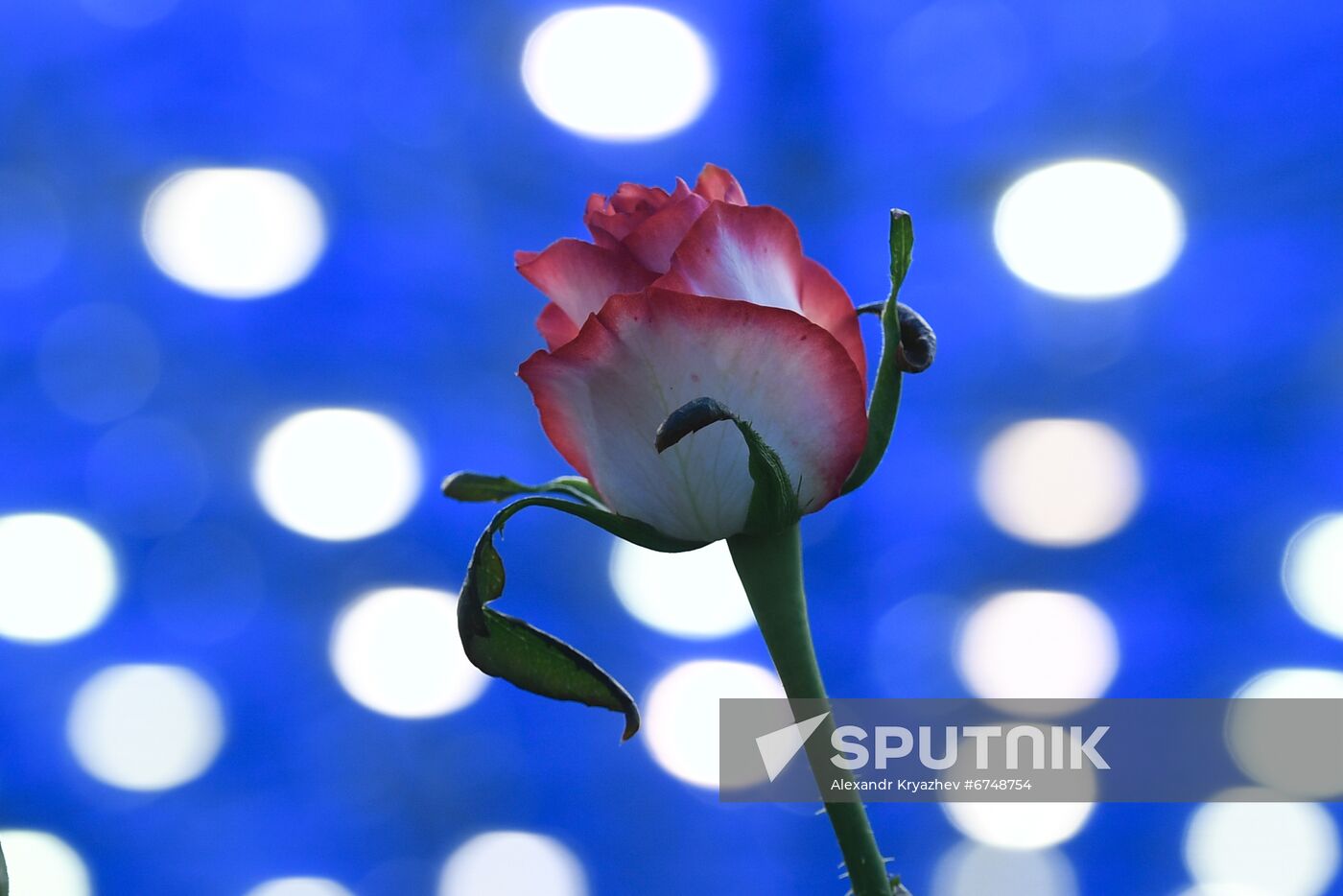 Russia Siberia Flowers