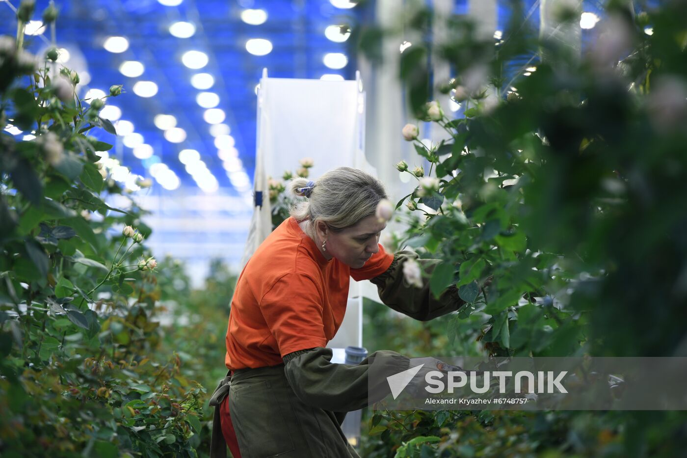 Russia Siberia Flowers