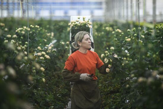 Russia Siberia Flowers