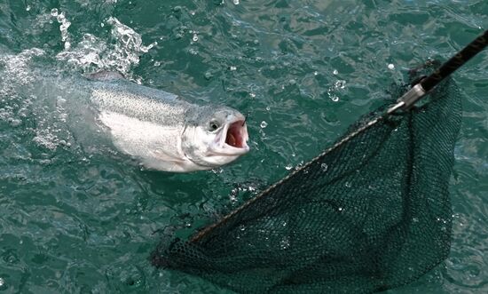 Russia Trout Fishing