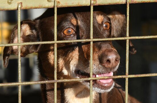 Russia Animals Stray Dogs