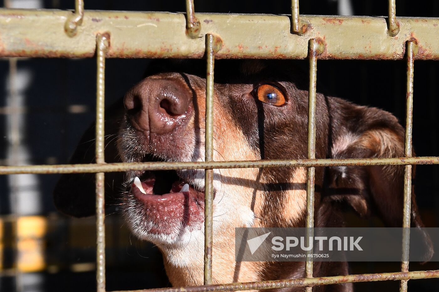 Russia Animals Stray Dogs