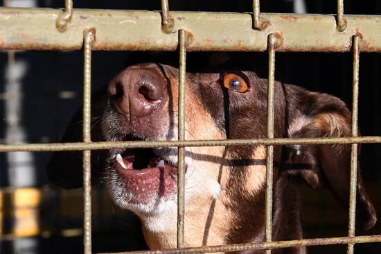 Russia Animals Stray Dogs