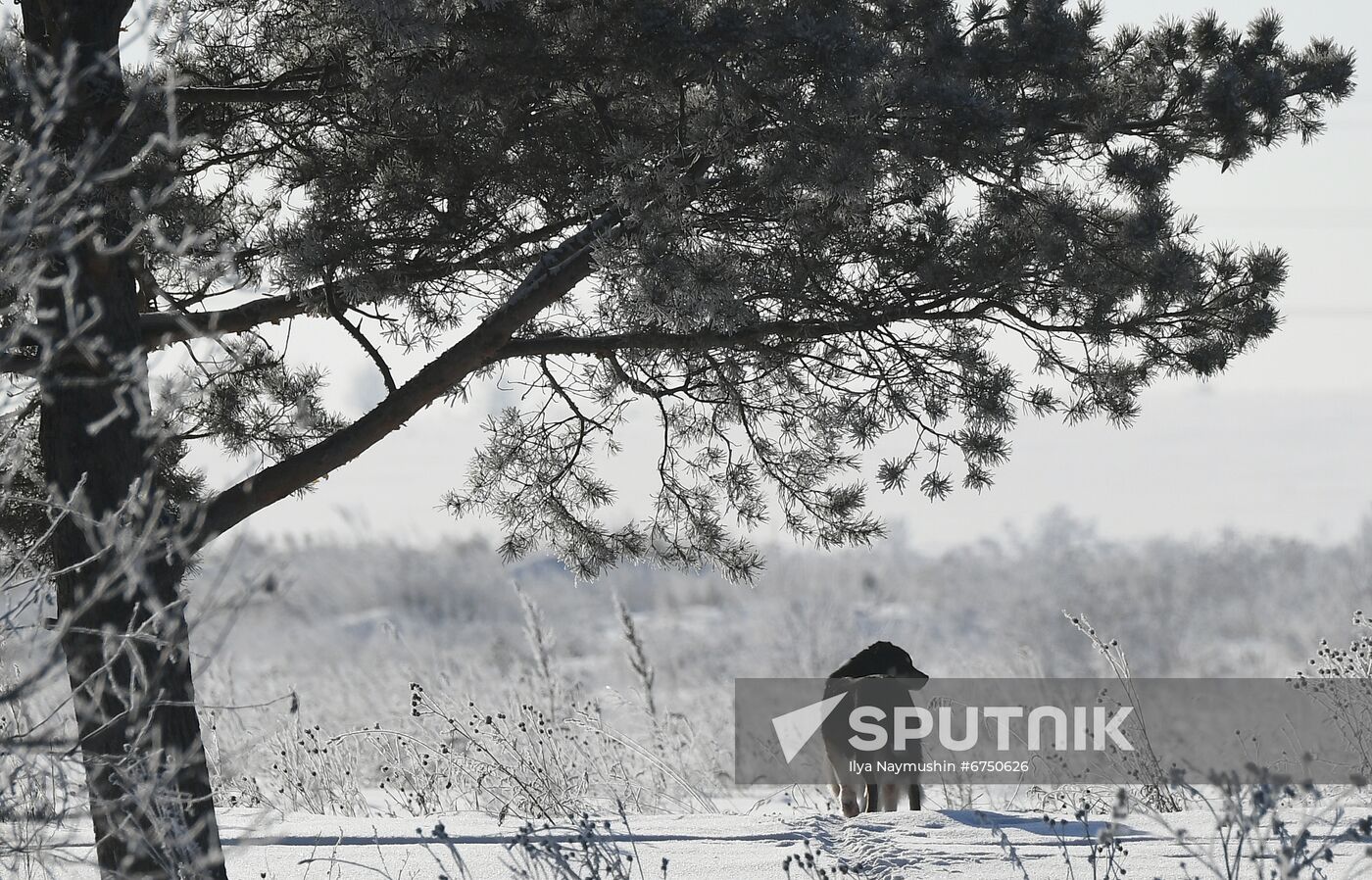 Russia Animals Stray Dogs