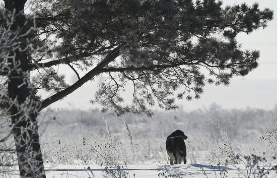 Russia Animals Stray Dogs