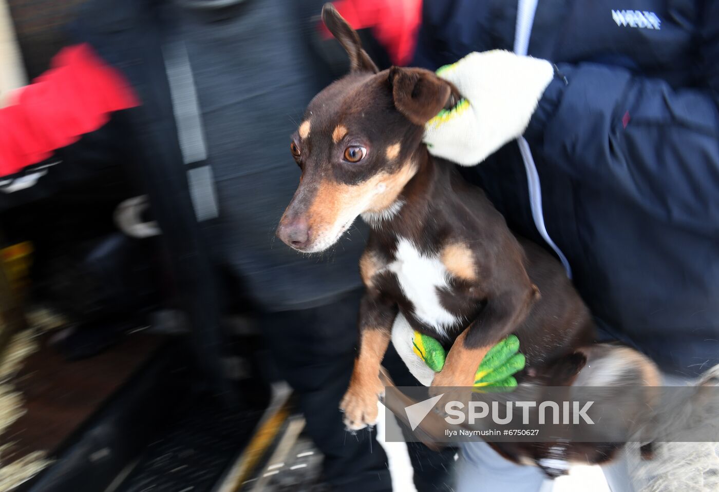 Russia Animals Stray Dogs