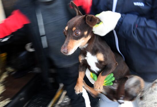 Russia Animals Stray Dogs