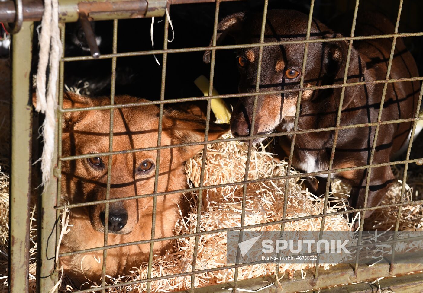 Russia Animals Stray Dogs