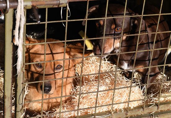 Russia Animals Stray Dogs