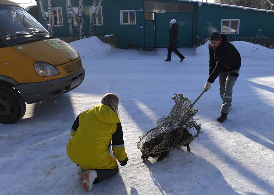 Russia Animals Stray Dogs